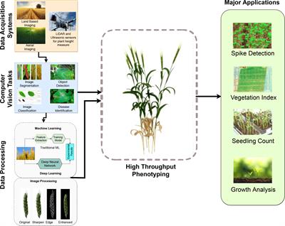 WheatSpikeNet: an improved wheat spike segmentation model for accurate estimation from field imaging